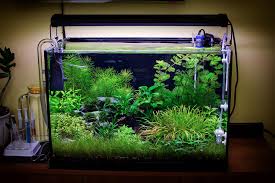 Aquascape Awards Submerged Jungle By Fekete Tamas Aquascape Planted Betta Tank Fish Tank