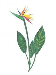 Bird Of Paradise Watercolor Bird Of Paradise Flower Watercolor Stock Image In 2020 Birds Of Paradise Flower Watercolor Flowers Birds Of Paradise Plant