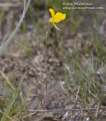 Image result for Utricularia  cornuta