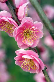 Plum Blossoms Chinese Flowers Pretty Flowers Flowers