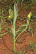 Image result for Hypoxis rigidula