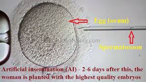 Is The Basal Body Temperature In Ivf Informative Or Not