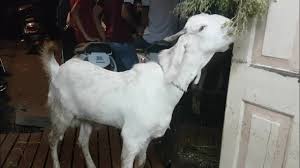 Ссылка на страницу с видео Sojat Bakra At Jilani Goats By Asim Shaikh