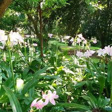 Image result for Crinum moorei