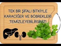 tek bir sifali bitkiyle karaciger ve bobrekleri temizleyin youtube bitki saglikli icecekler saglikli yasam