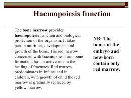 Pin On Bones
