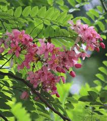 Image result for Cassia javanica