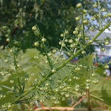 Image result for Artemisia sp.no.1