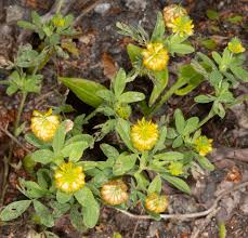 Image result for Trifolium simense