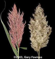 Image result for Phragmites
