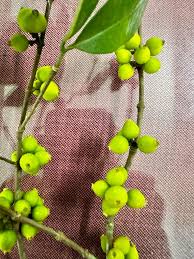 Image result for Memecylon sp. D