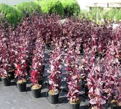 L Arroche Chelsea Flower Exposition Florale Jardinage
