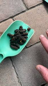 Marder, eindeutig. Hatte erst einen marderbefall und so sah der Kot aus. Igelkot  sieht anders aus, viel kleiner