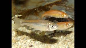 Instead of buying feeder fish with. Rosy Red Minnow Information Aquatic Mag