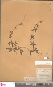 Image result for Merremia quinquefolia