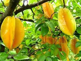 Quality trees, free shipping, low prices, volume discounts, our industry leading guarantee, and choose your own shipping date. Exotic Fruit Trees