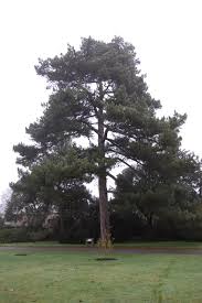 Image result for Pinus nigra