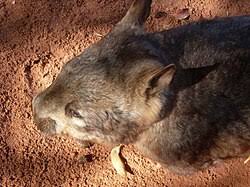 Image result for Southern hairy-nosed wombat