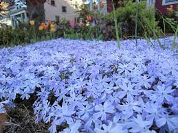 Low growing flowers for sun. Low Growing Sun Perennials Sunnyside Nursery