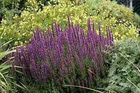 Check our reviews, buy your perfect perennials / groundcover plants with confidence! Catmint The Cat S Meow