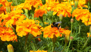 They are among several groups of plants known in english as marigolds. Mogen Bienen Tagetes Pflanzen Biologe Erklart S