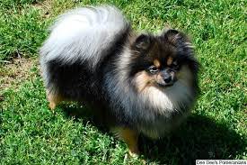 Pomeranian Puppies For Sale Puppy Breed Info Pomeranian Puppy For Sale Pomeranian Dog Pomeranian Puppy