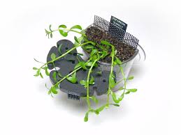 Aquascape Riparium Style 2 Aquascape Planted Aquarium Terrarium Plants