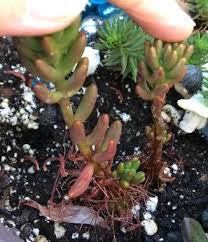 Causes of peperomia turning yellow. Why Are The Leaves On My Jelly Bean Plant Falling Off Succulent Plant Care