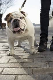 Compare our top picks for iams products. Munch The Bulldog From The Iams Commercial He S Perfect English Bulldog Lover Bulldog Bulldog Lover