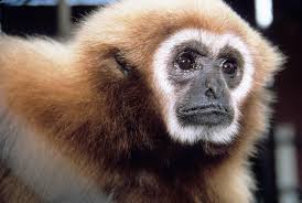 Image result for Hylebates