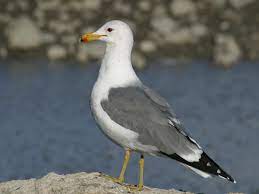 See full list on en.wikipedia.org A Moment To Think About Our State Bird Wild About Utah