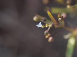 Image result for Oldenlandia herbacea