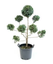 Juniper pine and spruce topiaries. Boulevard Falsecypress Oriental Pompon Topiary Bower Branch Backyard Garden Landscape Topiary Front Yard Landscaping Design