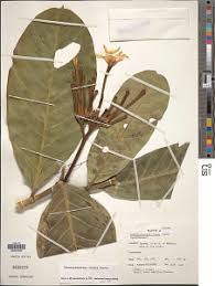 Image result for Tabernaemontana crassa