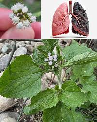 Image result for Ageratum conyzoides