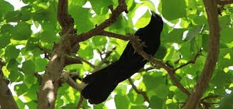 Koyal Ringtone Free Ringtone Downloads Animal Ringtones