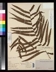 Image result for Amblovenatum