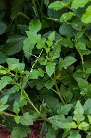 Image result for Oxygonum