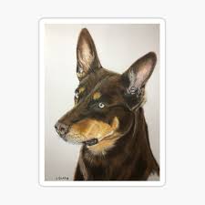 Although popularly thought to have descended from border collies and wild dingos, the ancestors were most likely an extinct breed known as the rutherford english north. Australian Kelpie Gifts Merchandise Redbubble