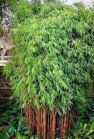 We specialize in varieties that do well in our climate and that offer our clients the best privacy for different applications in regards to height and width. Hardy Clumping Bamboo For Sale Online The Tree Center