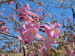 Image result for Handroanthus sp. near impetiginosus