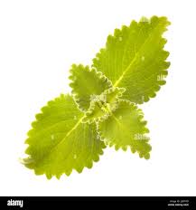 Image result for Coleus amboinicus