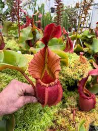 Image result for Amorphophallus lewallei