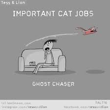 Tal116 Last Lemon Funny Cats Crazy Cats Cute Cats