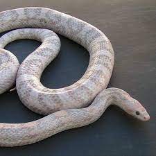 Legless Army Snakepunk Lilac Hypo Lavender Cornsnake