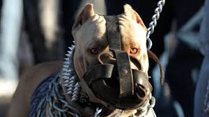 American bully • pitbull • dog. Dog Fighting Campaigners Call For Action Against Owners Bbc News