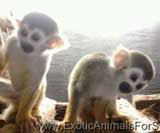 Get to us for more details. Monkeys For Sale
