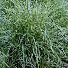 Image result for Carex sp.no.1