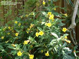 Image result for Allamanda schottii
