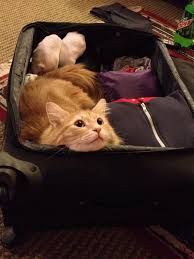 Cool Cat Kittysource Cats Crazy Cats Cute Animals